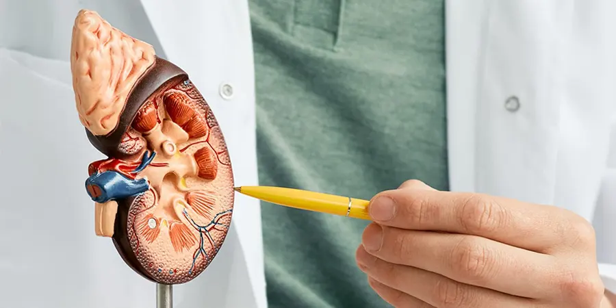 Kidney Cancer : Types, Stages, Symptoms, Causes and Tests | Ganesh ...