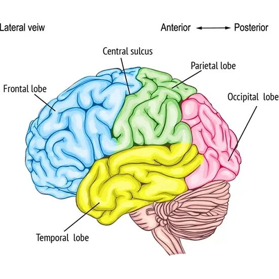 Frontal Lobe Syndrome: Causes, Symptoms, Diagnosis & Treatment