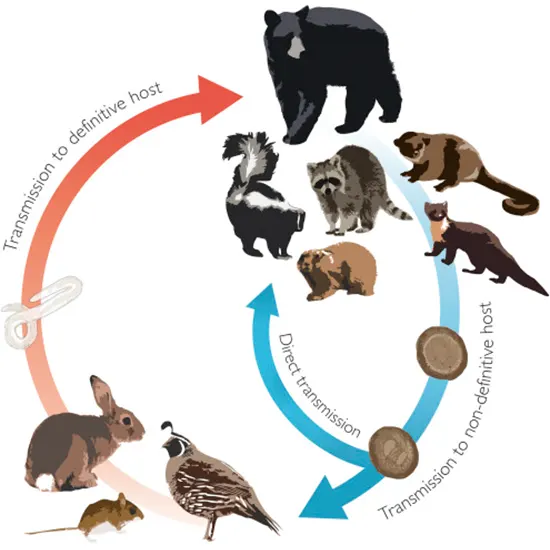 Rare But Dangerous : Understanding The Threat Of Baylisascaris Infection