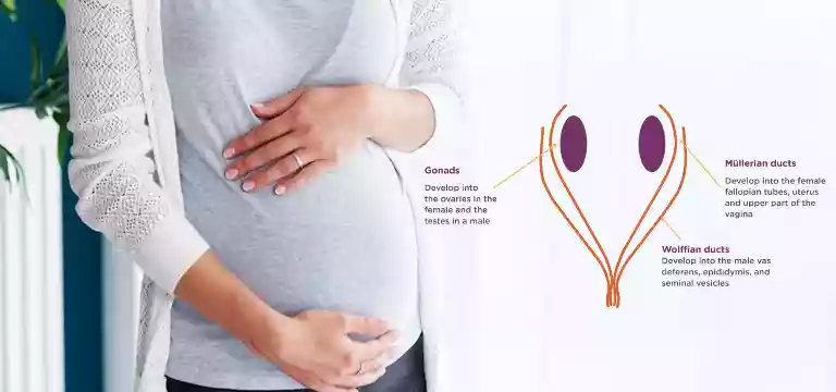 Anti Mullerian Hormone Chart