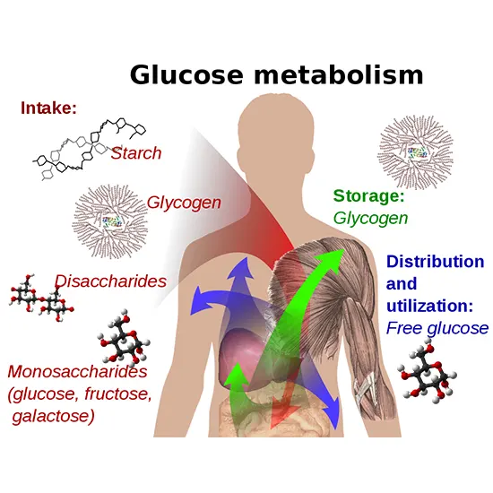 Glucose Challenge Test (GCT)