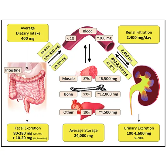 Magnesium RBC Test in Delhi NCR, India | GDIC