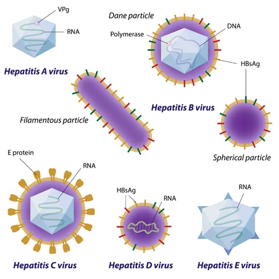 Hepatitis B Test Near Me Top Sellers | emergencydentistry.com