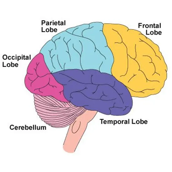 Frontal Syndrome Test Near You In Delhi 