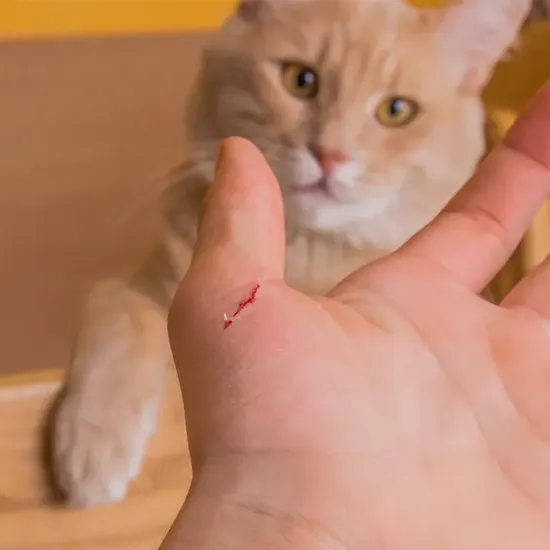 Why does my cat scratch? (And what you can do about it) | Pawshake Blog